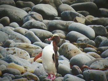 Close-up of birds on pebbles at beach