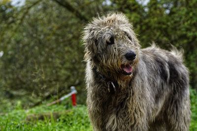 Close-up of dog