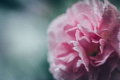 Close-up of wet pink rose