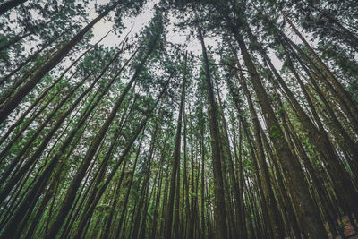 Low angle view of bamboo trees in forest