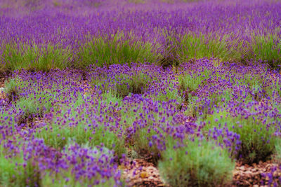 Purple flowering plants on field