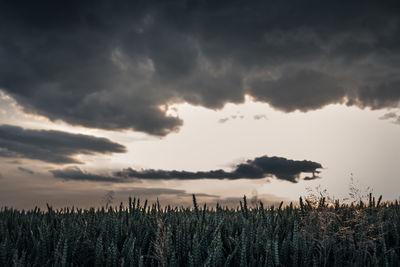 Plants growing on field against sky during sunset