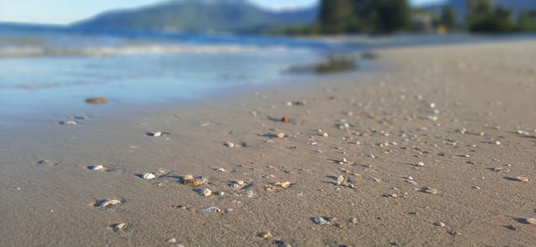 Scenic view of sea shore