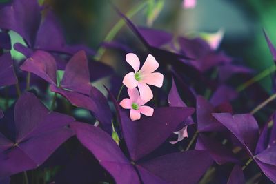 Close-up of pink flowering plant