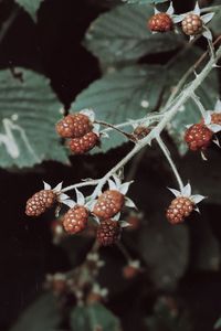 Close-up of berries on plant