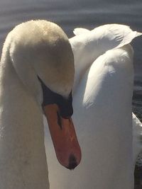 Close-up of swan in water