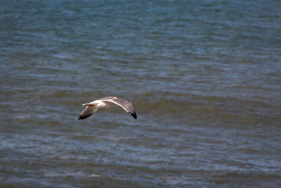 Seagull flying over water