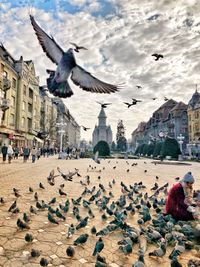 Seagulls flying in city