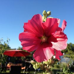 Close-up of pink flower blooming outdoors