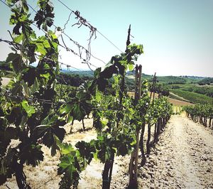 View of vineyard against clear sky