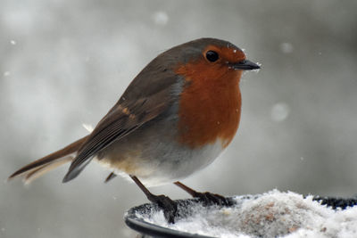 Close-up of bird perching on snow