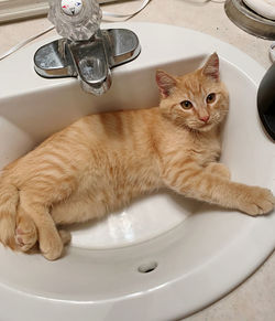 Portrait of cat in bathroom