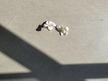 High angle view of ball on floor