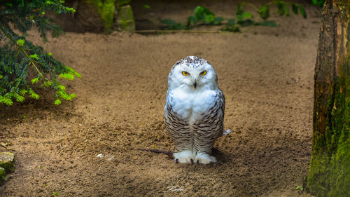 Portrait of snowy owl on field