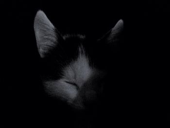 Close-up of cat over black background
