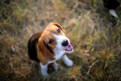 Dog looking away on field