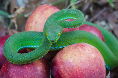 Close-up of green snake