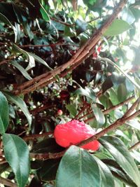 Close-up of red flowers growing on tree