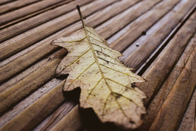 Close-up of maple leaf on wood