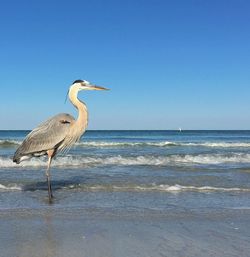 Gray heron perching on beach against clear sky