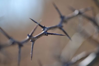 Close-up of barbed wire