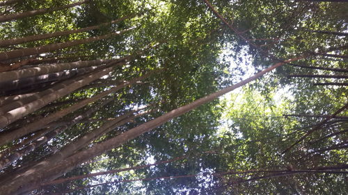 Low angle view of tree branches