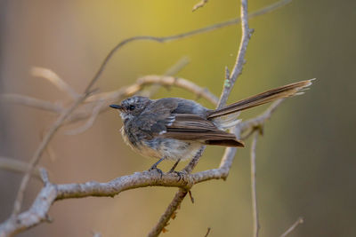 Close-up of bird perching on branch