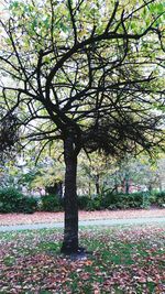 Trees growing in park