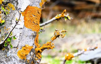 Close-up of lichen on tree trunk