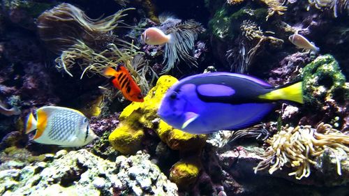 Fish swimming in sea