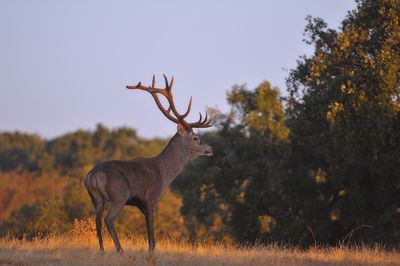 Deer standing on field against sky