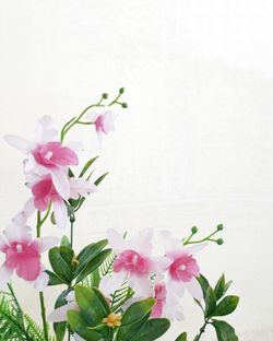 Close-up of pink flowering plant against white background