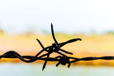 Close-up of barbed wire against sky