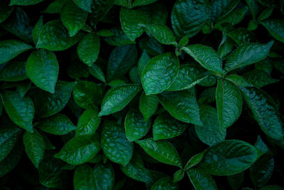 Full frame of green leaves pattern background, nature lush foliage leaf texture , tropical leaf