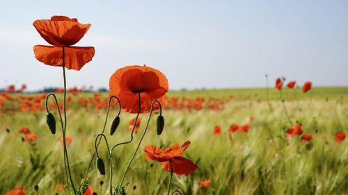 Close-up of poppy on field against sky