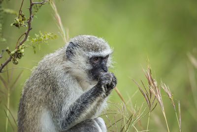 Close-up of monkey