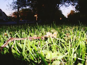 Trees growing on field