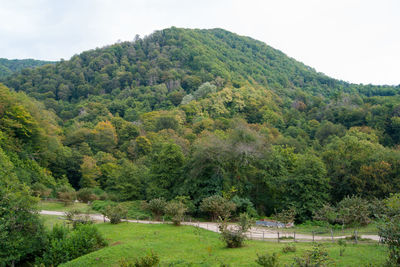 Scenic view of trees on field against sky
