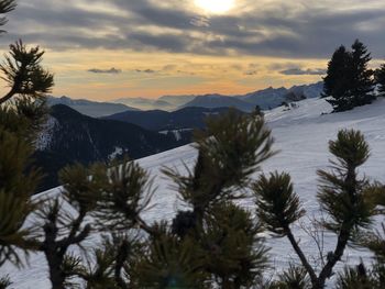 Pine trees on snowcapped mountains against sky during sunset