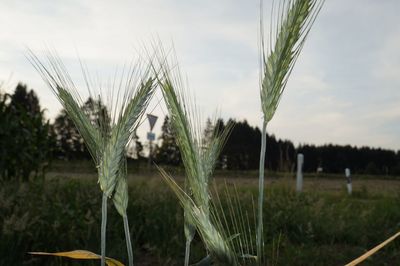 Close-up of plants on field against cloudy sky