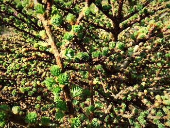 Plants growing on tree