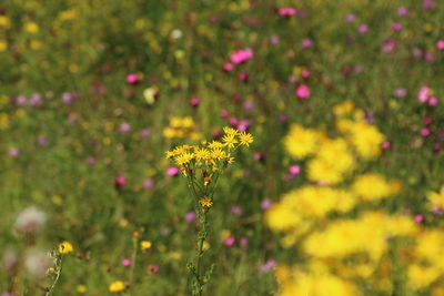 Close-up of yellow flowering plant on field