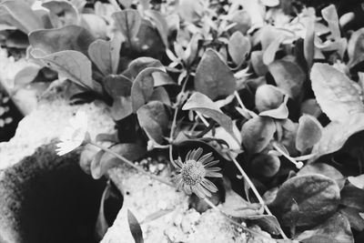 Close-up of flowering plants on field