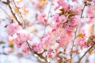 Close-up of pink cherry blossom