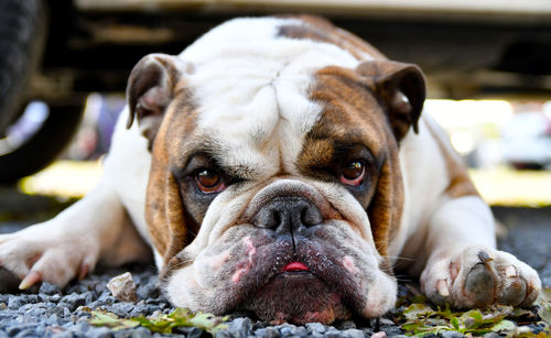 Close-up portrait of dog