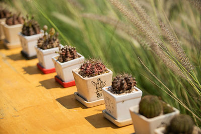 Close-up of potted plants on table