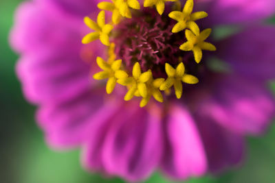 Close-up of yellow flower