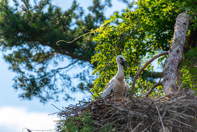 Low angle view of bird perching on tree