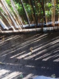 High angle view of bird on a forest