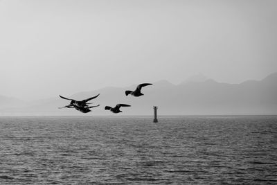 Birds flying over sea against sky